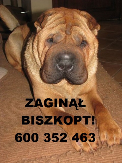 Zaginął Shar-pei Biszkopt!!!